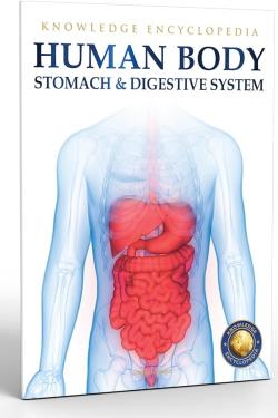Stock Image  View Larger Image  Human Body - Stomach And Digestive System: Knowledge Encyclopedia For Children