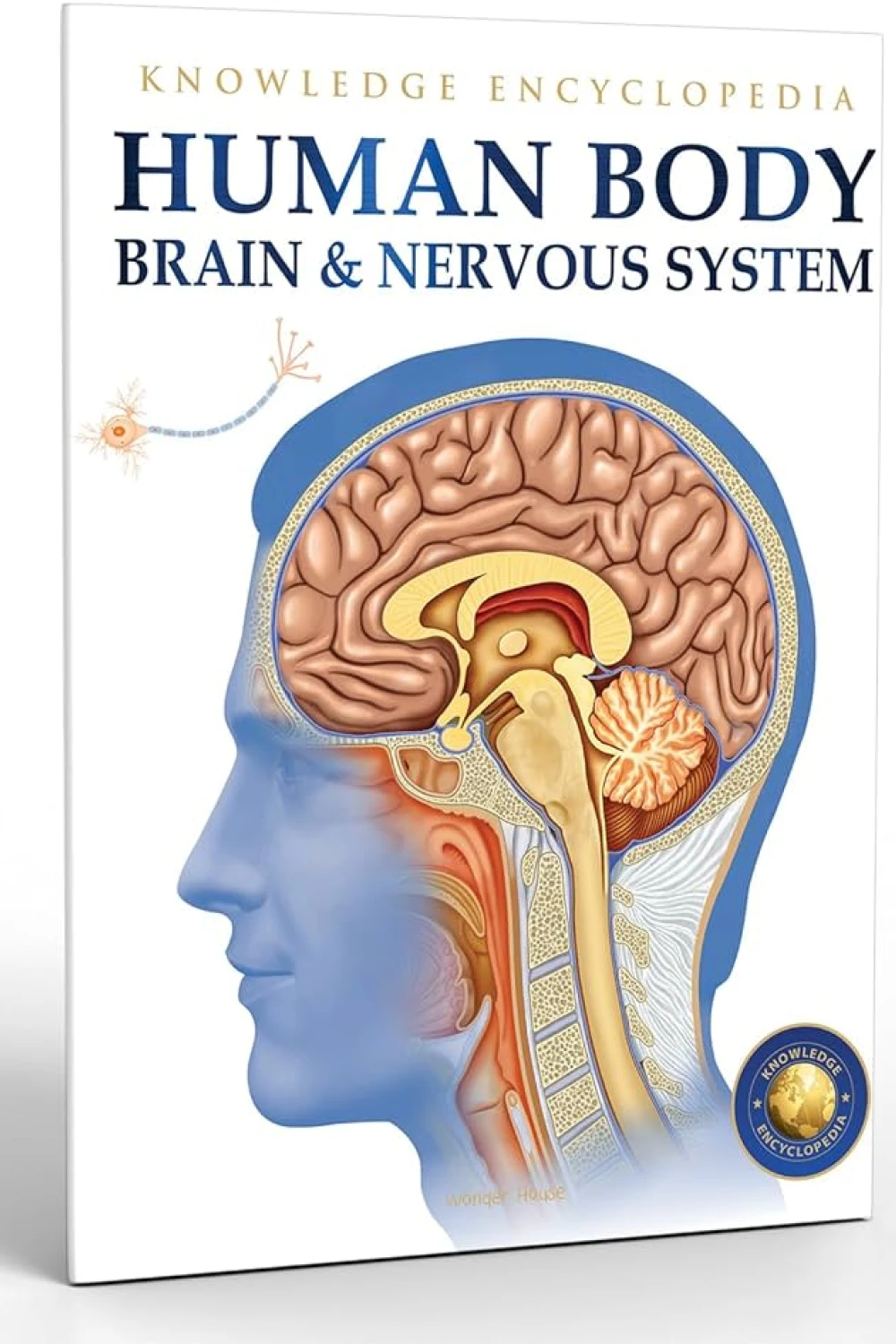 Human Body: Brain And Nervous System (Knowledge Encyclopedia For ...