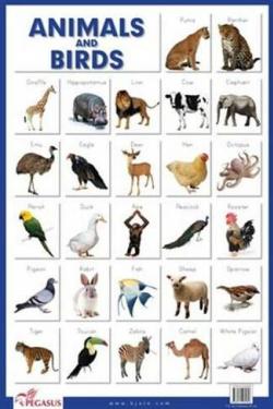 Animals & Birds - Educational Charts