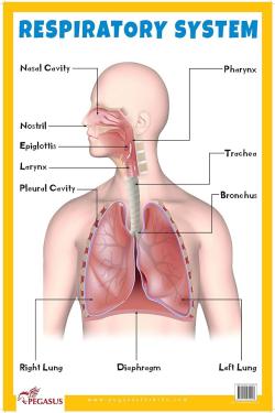 Respiratory System Educational Chart