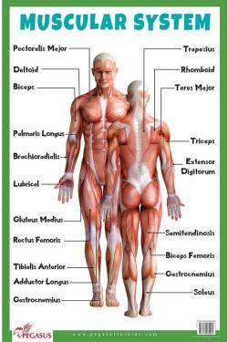 Muscular System Educational Chart