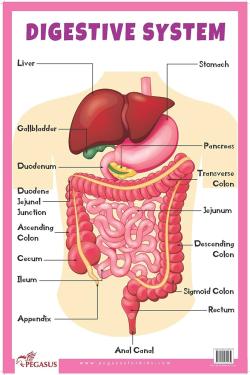 Digestive System Educational Chart
