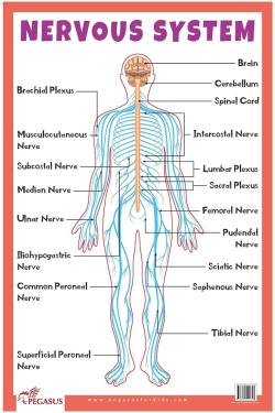 Nervous System Educational Chart