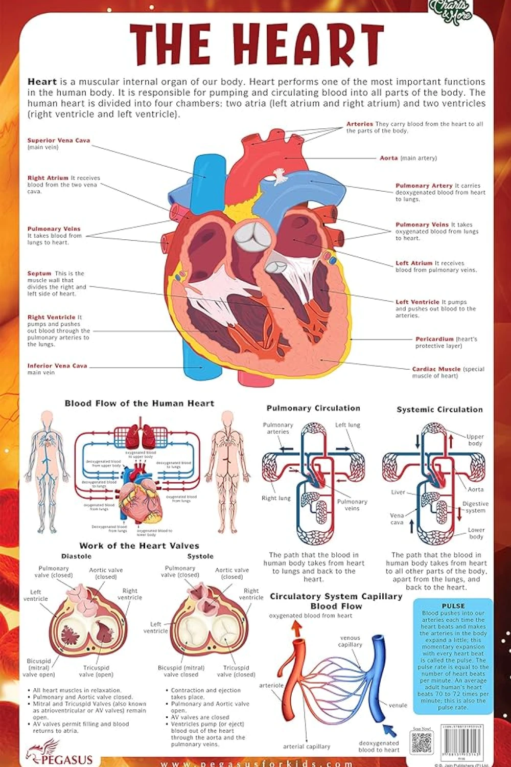 Heart - Thick Laminated Primary Chart - Book - by Pegasus - Aseer Alkotb